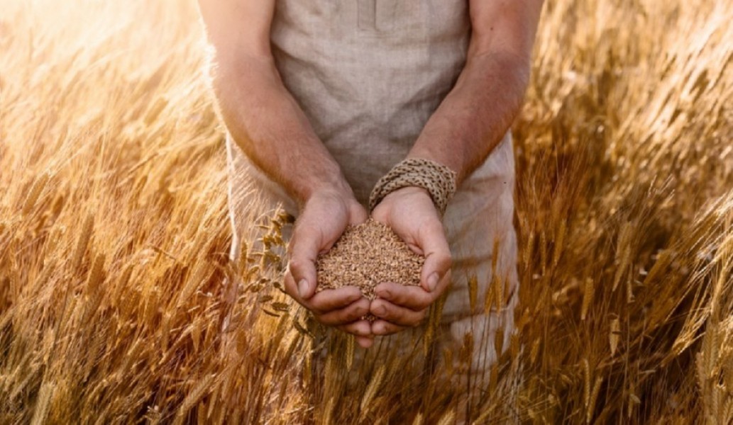 Petit épeautre et gluten : Comment faire le bon choix ? 